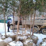 Высадка деревьев в Волга Лайф