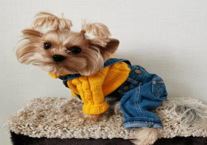 Uma.Emi одежда для маленьких собак