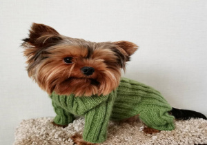 Uma.Emi одежда для маленьких собак