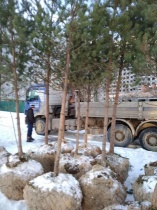 Высадка деревьев в Волга Лайф